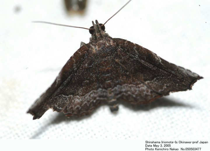 【公式】 Nagadeba indecoralis_050503477.jpg テープ・マスキングテープ